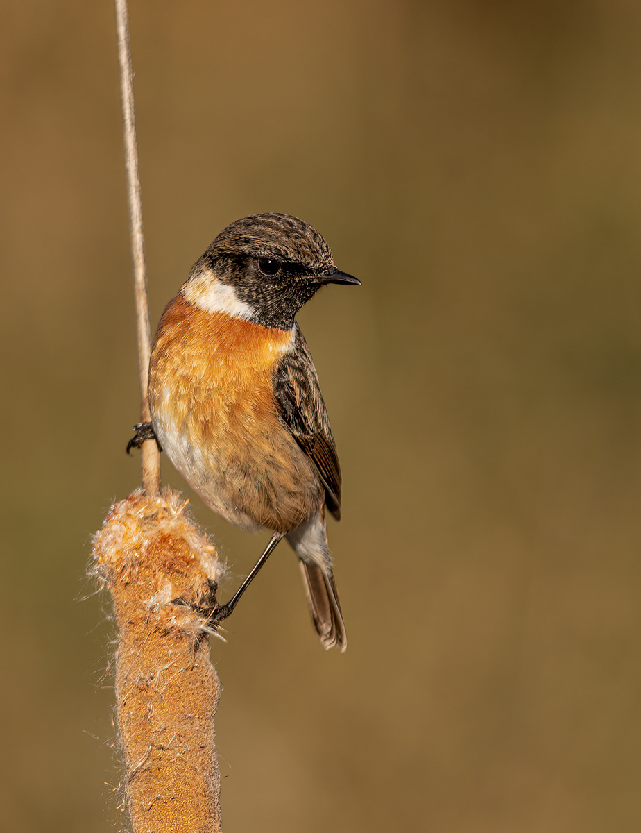 Stonechat on Bulrush
