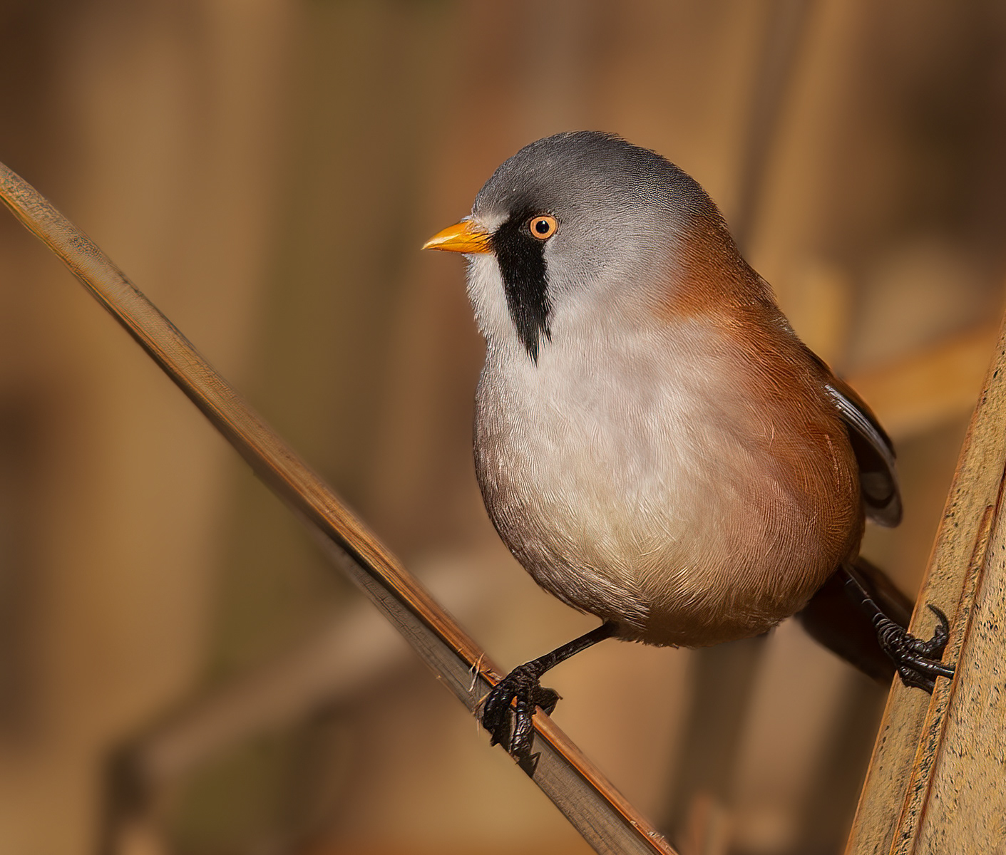 Male Bearded Reedling
