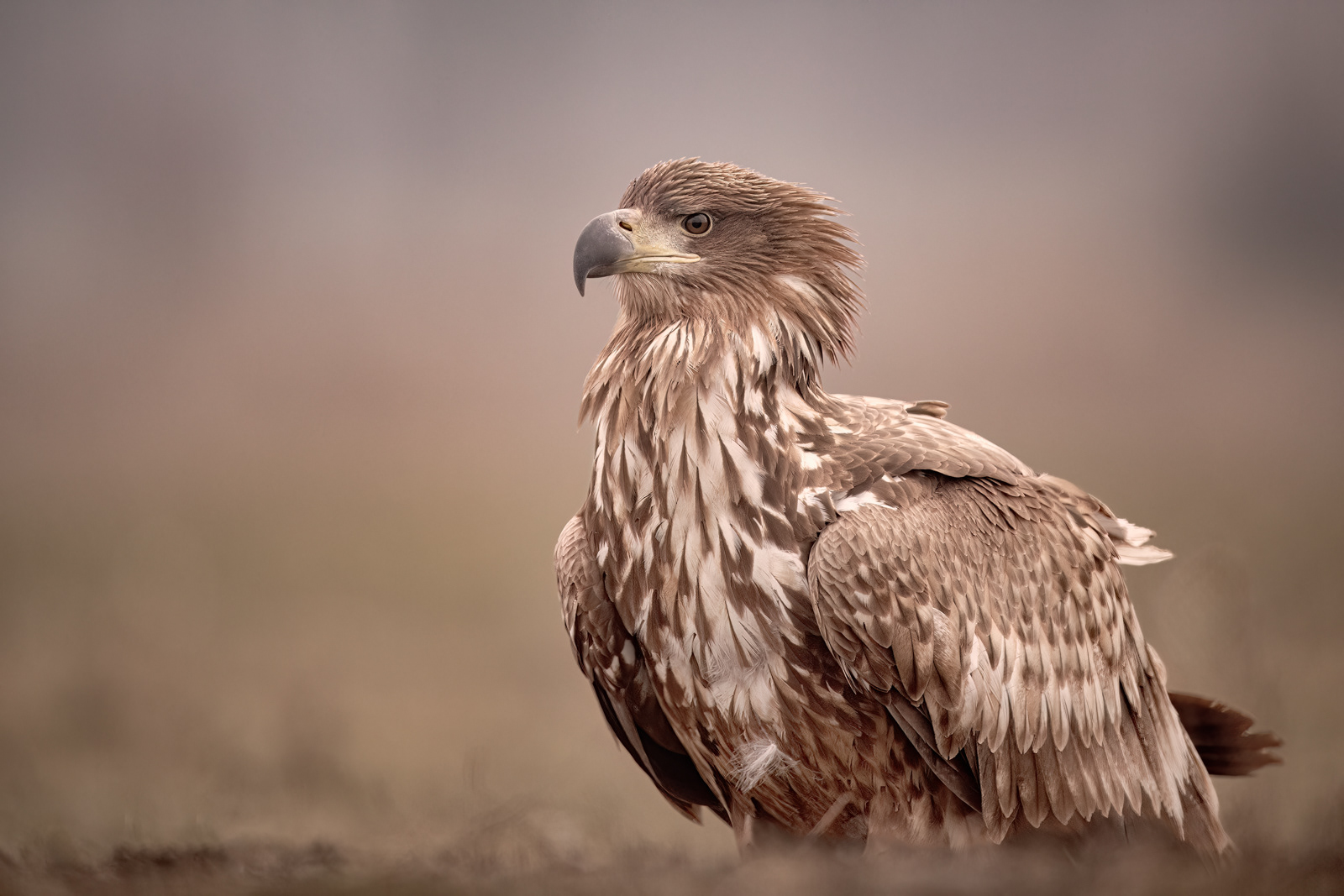 White-Tailed Eagle Portrait