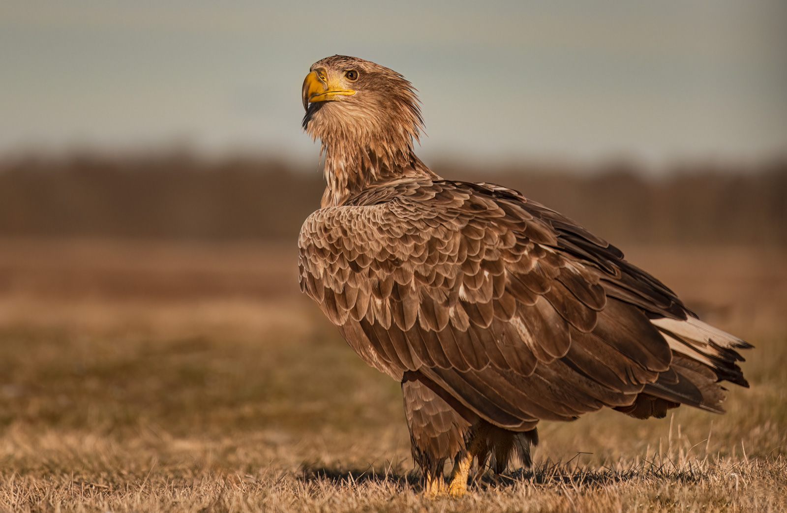 White-Tailed Eagle