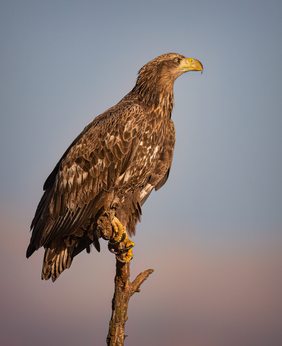 White-Tailed Eagle Basking