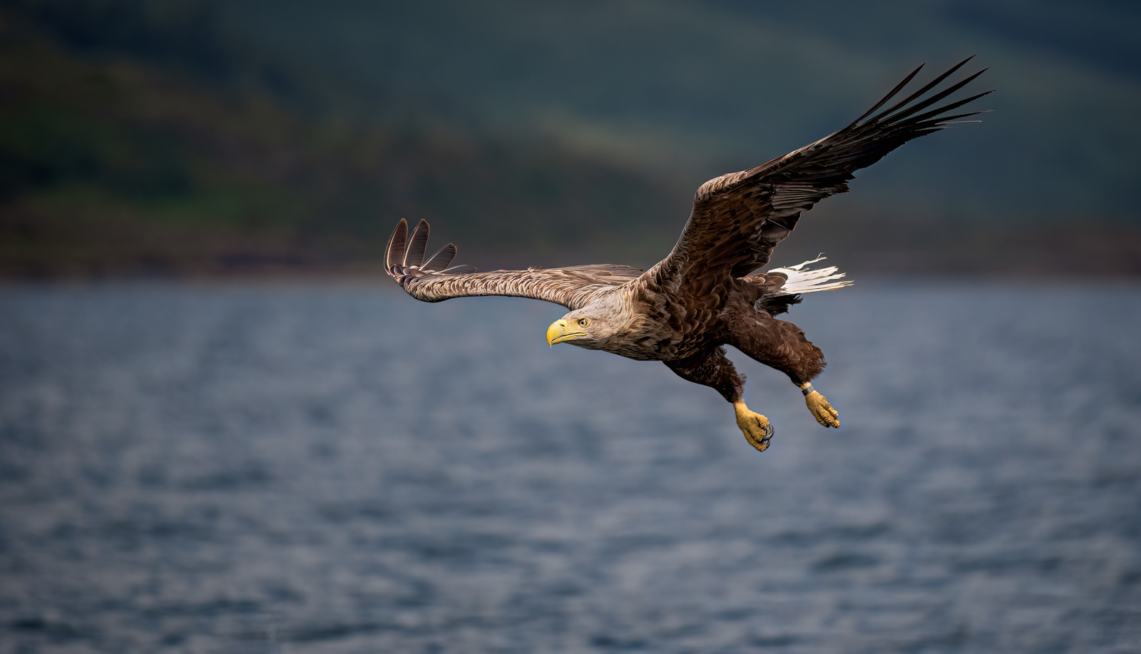 White-Tailed Eagle
