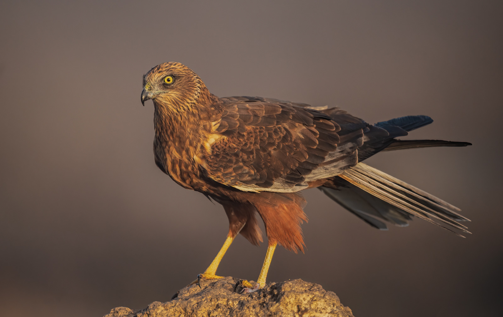 Marsh Harrier