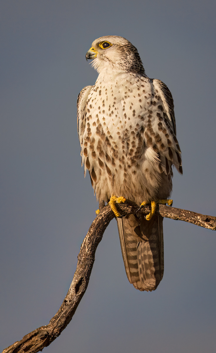 Male Saker Falcon