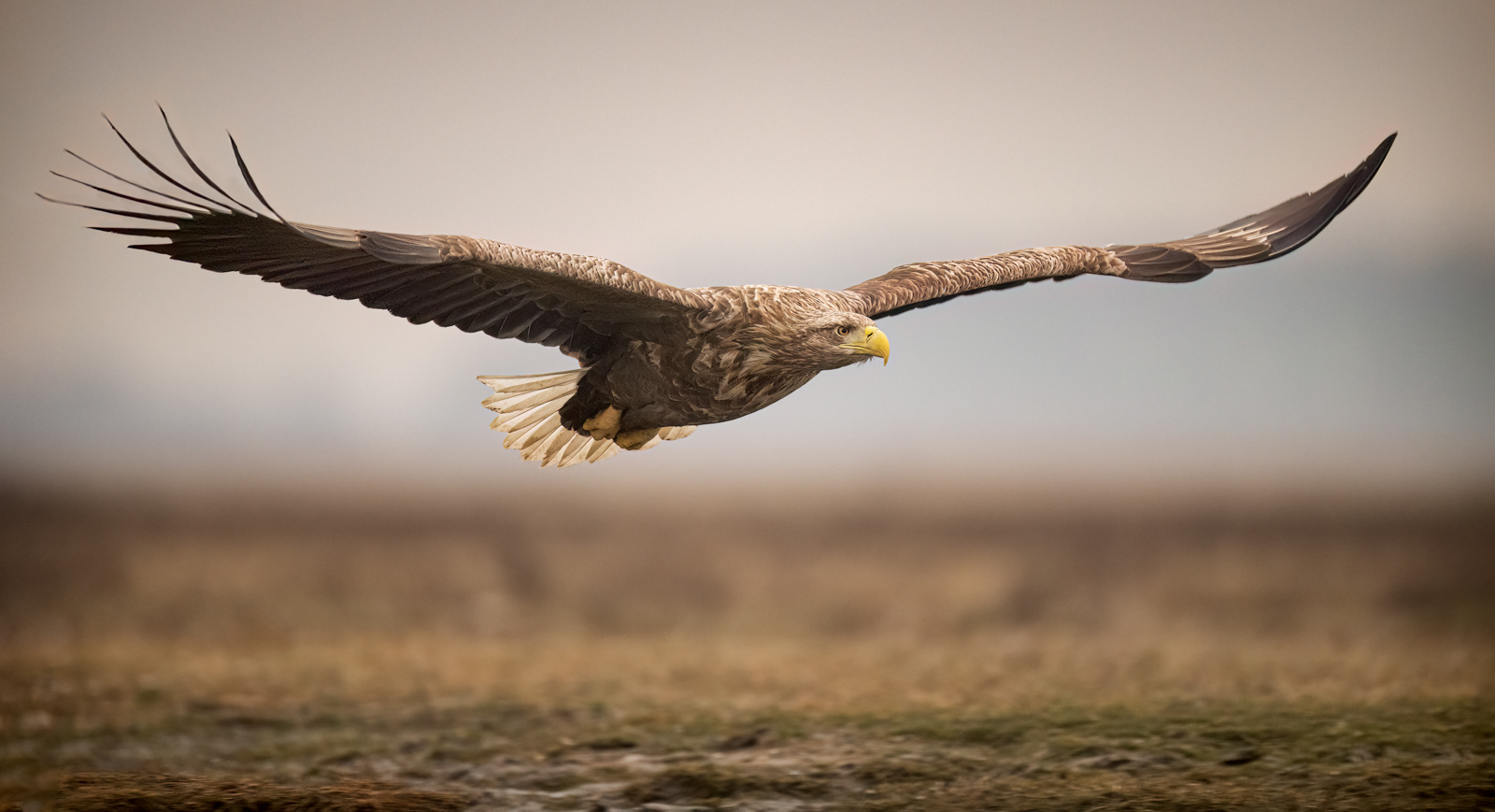 Soaring White-Tailed Eagle
