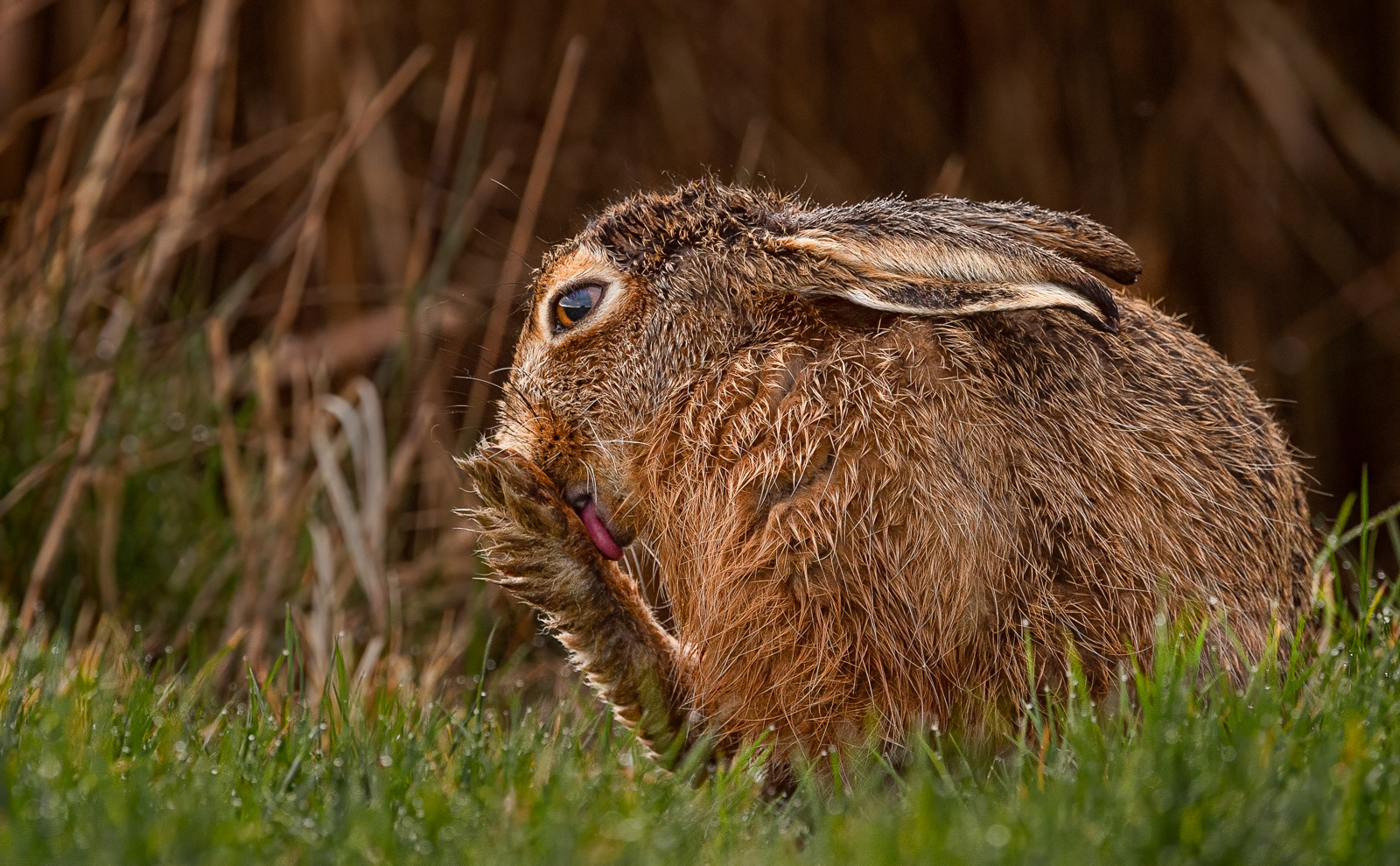 Preening Hare