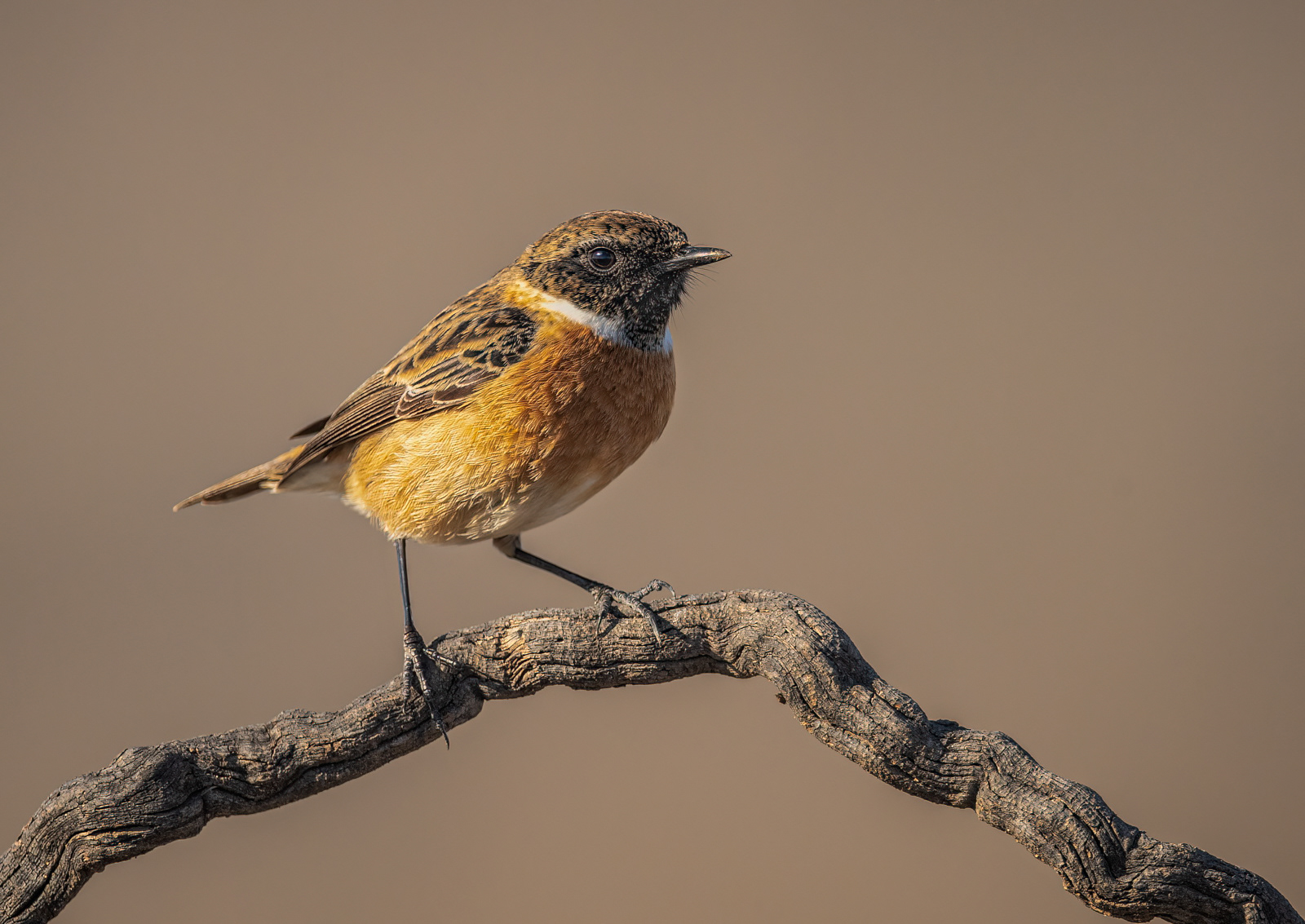 Stonechat