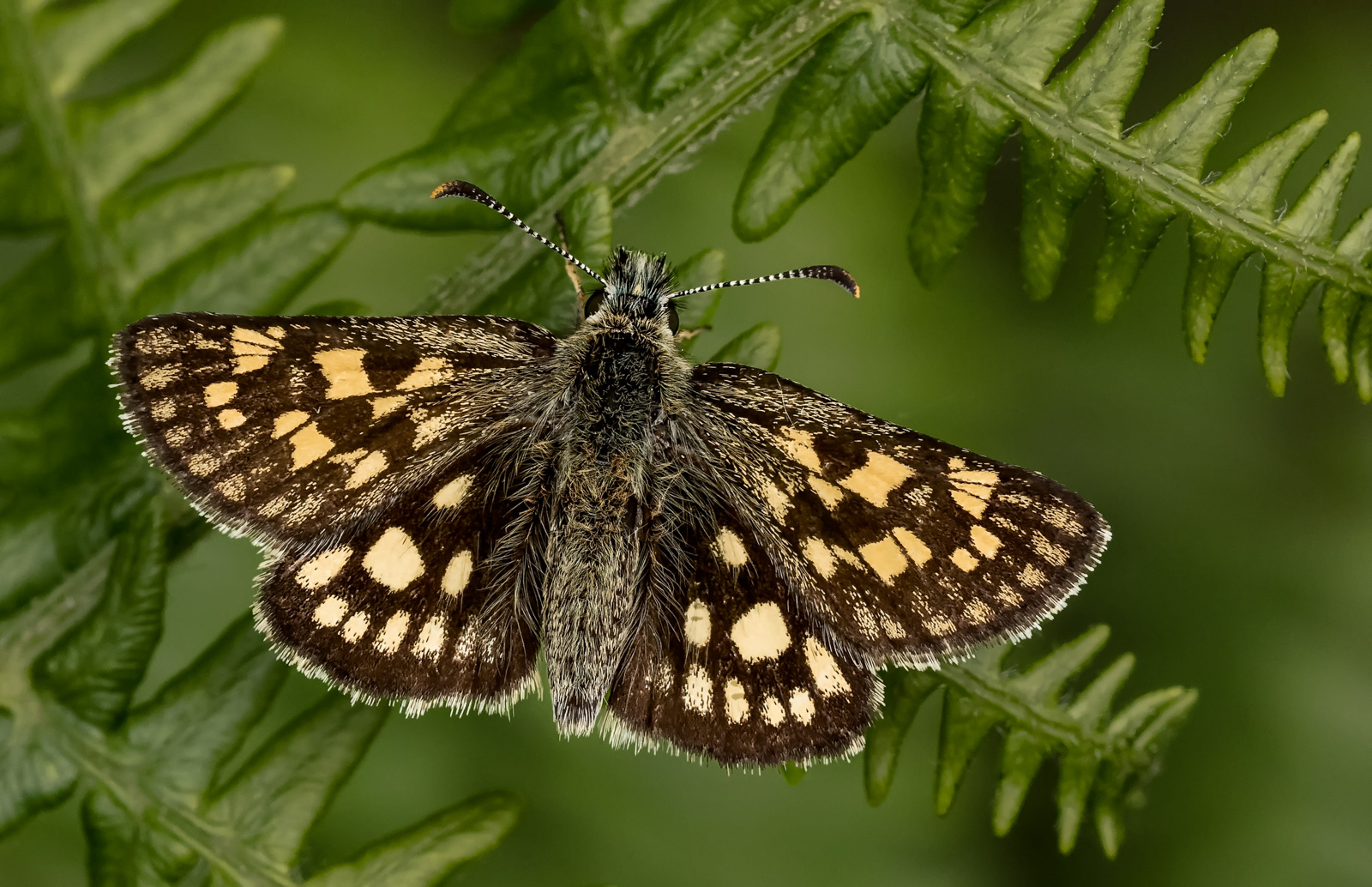Chequered Skipper