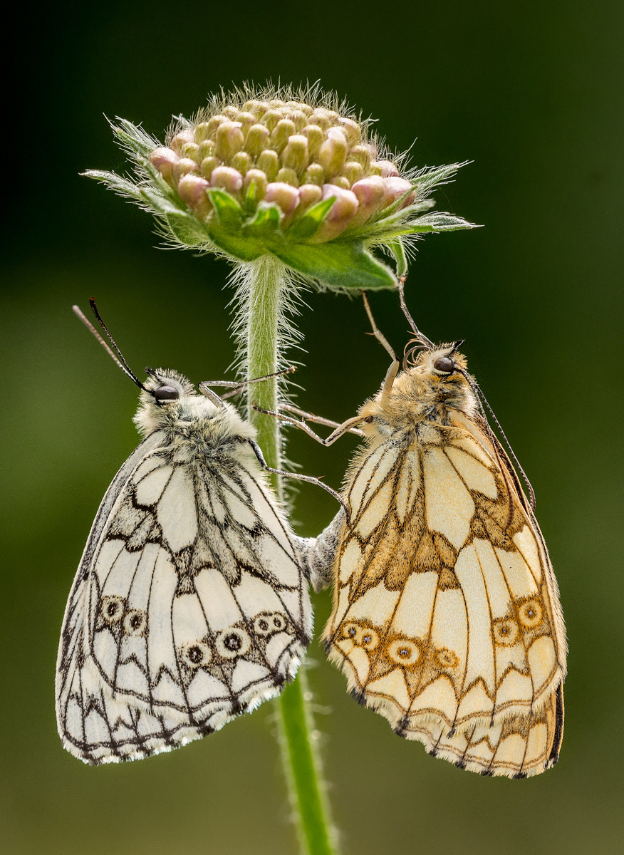Marbled Whites