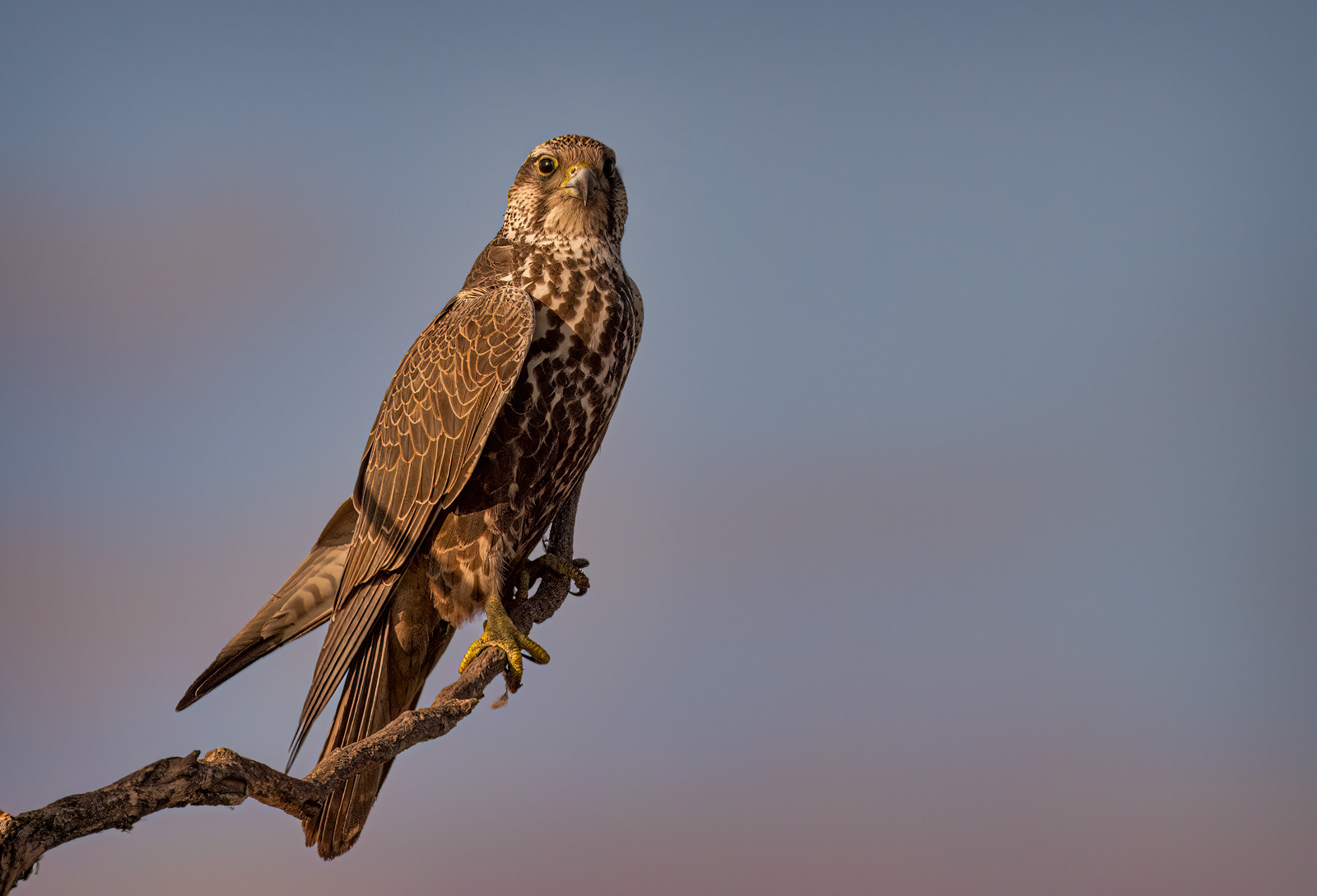 Female Saker Falcon