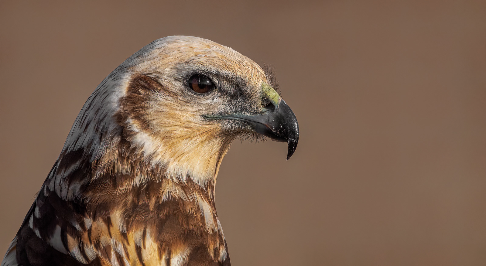 Marsh Harrier Portrait