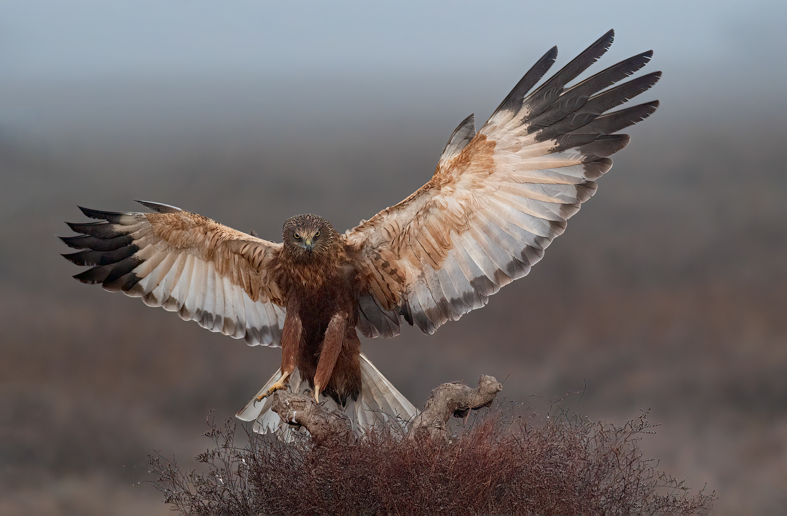 Incoming Marsh Harrier