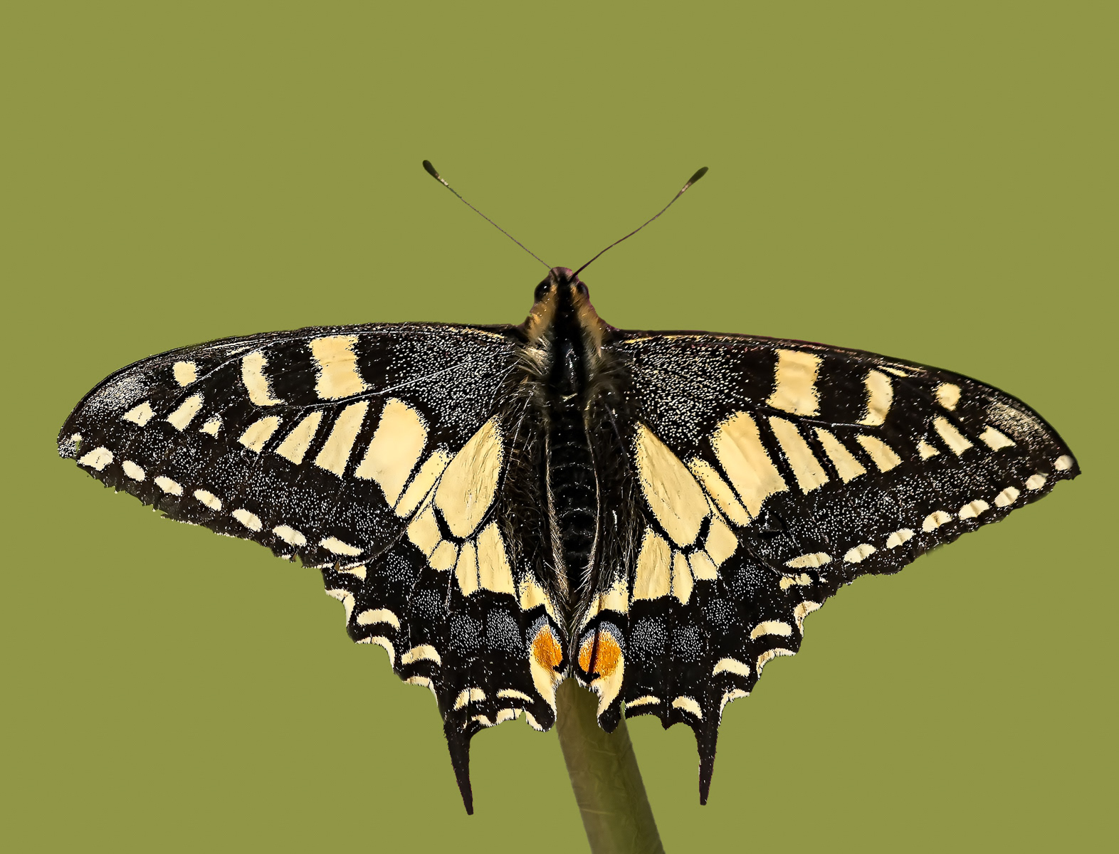Swallowtail