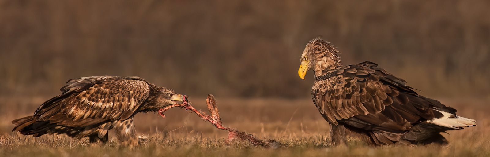 Juvenile White-Tailed Eagle Stealing Prey