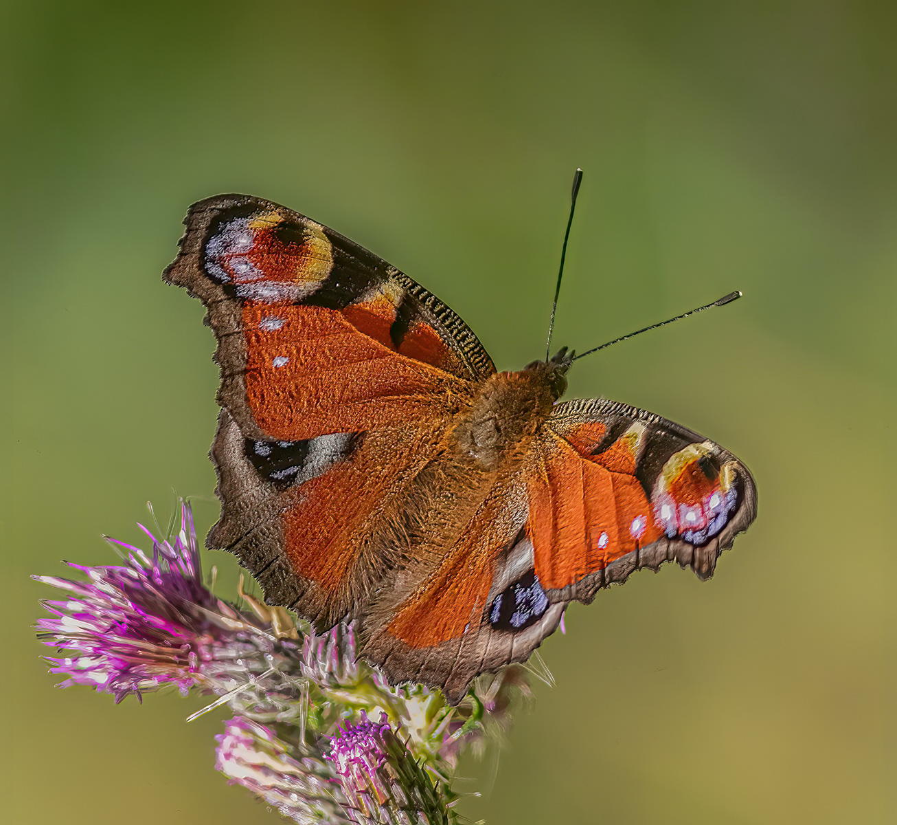 Peacock