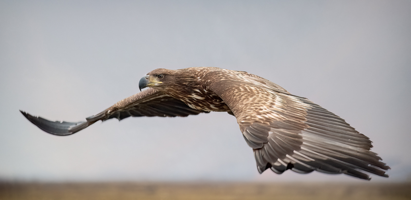 Soaring White-Tailed Eagle