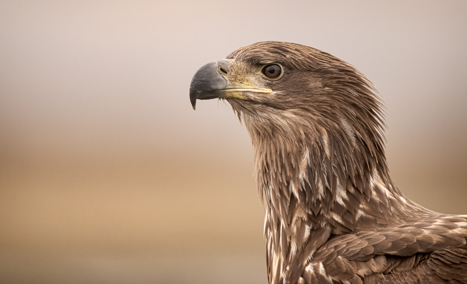 Juvenile White-Tailed Eagle