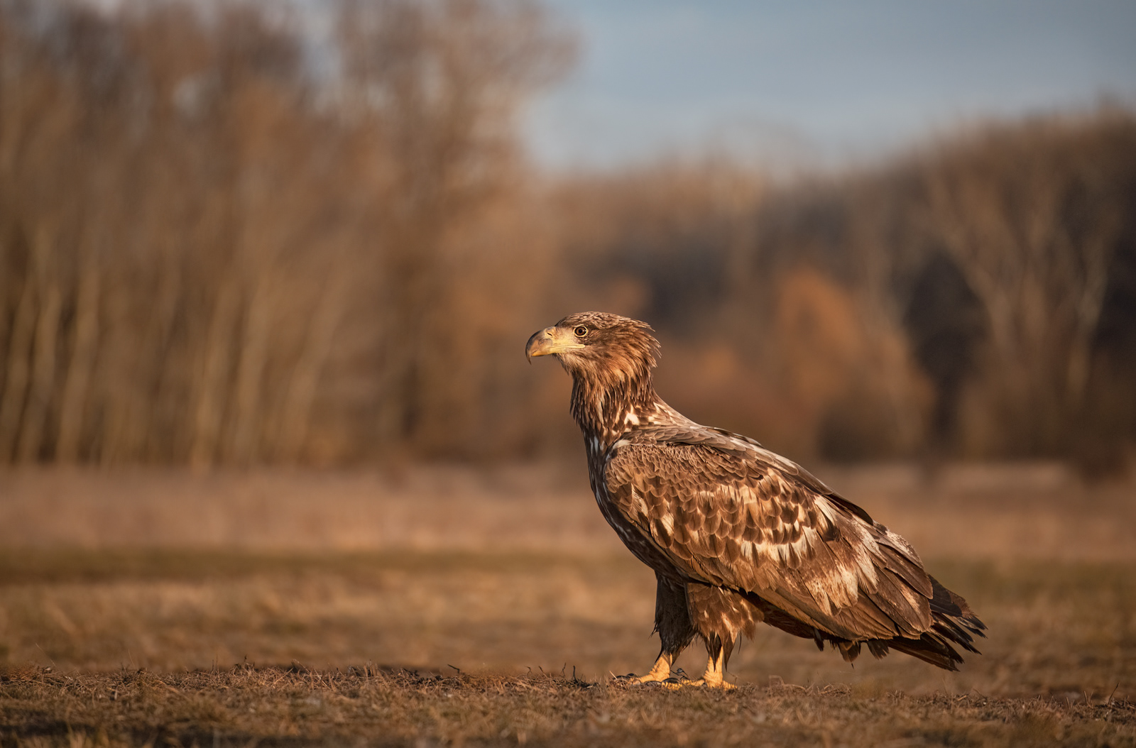 White-Tailed Eagle in its Environment