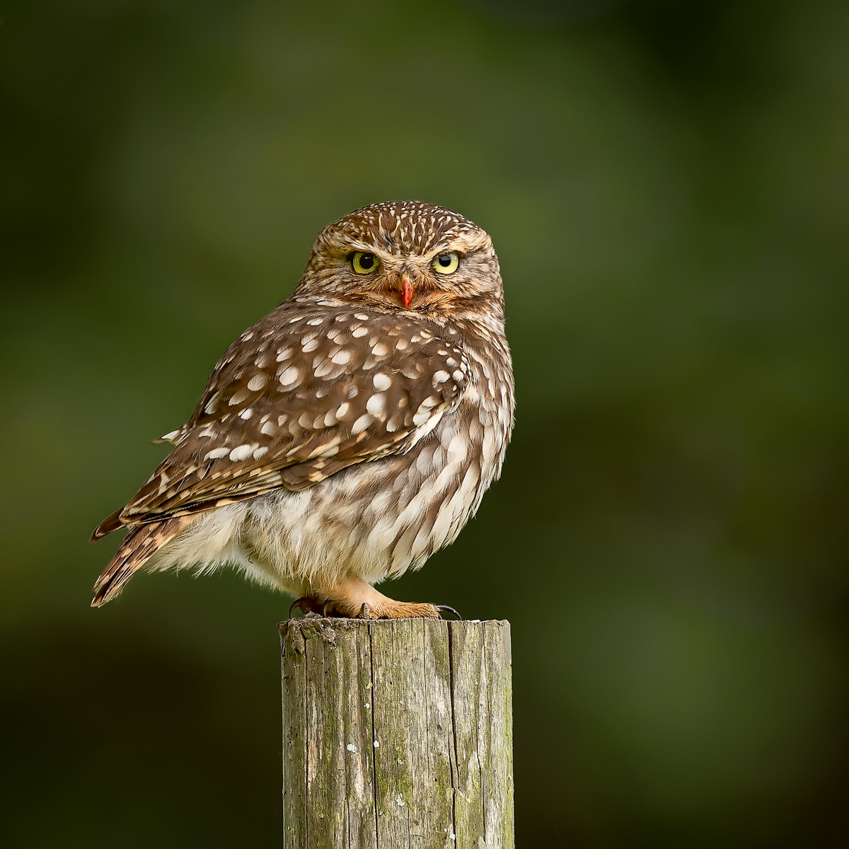 Little Owl with Bloodied Beak