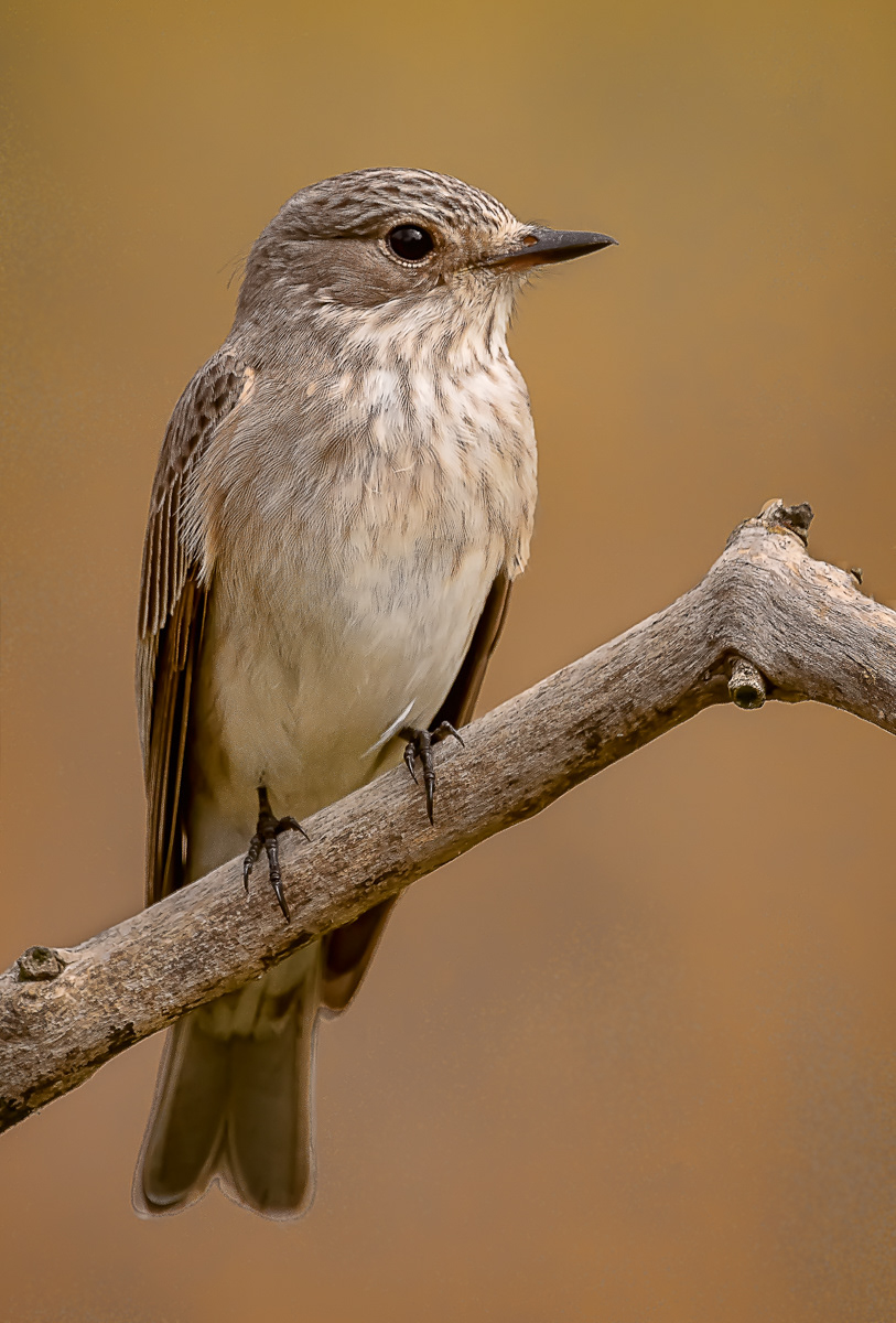 Spotted Flycatcher