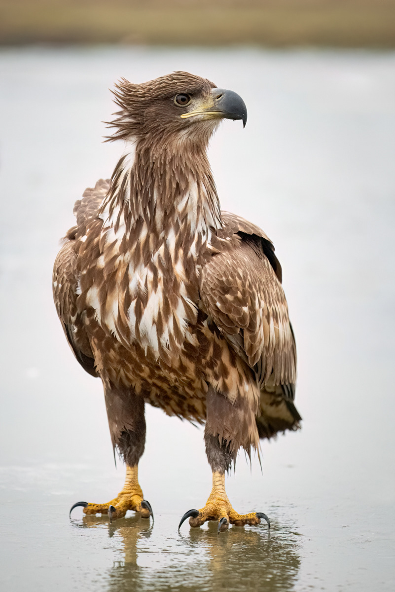 White-Tailed Eagle on Frozen Pond