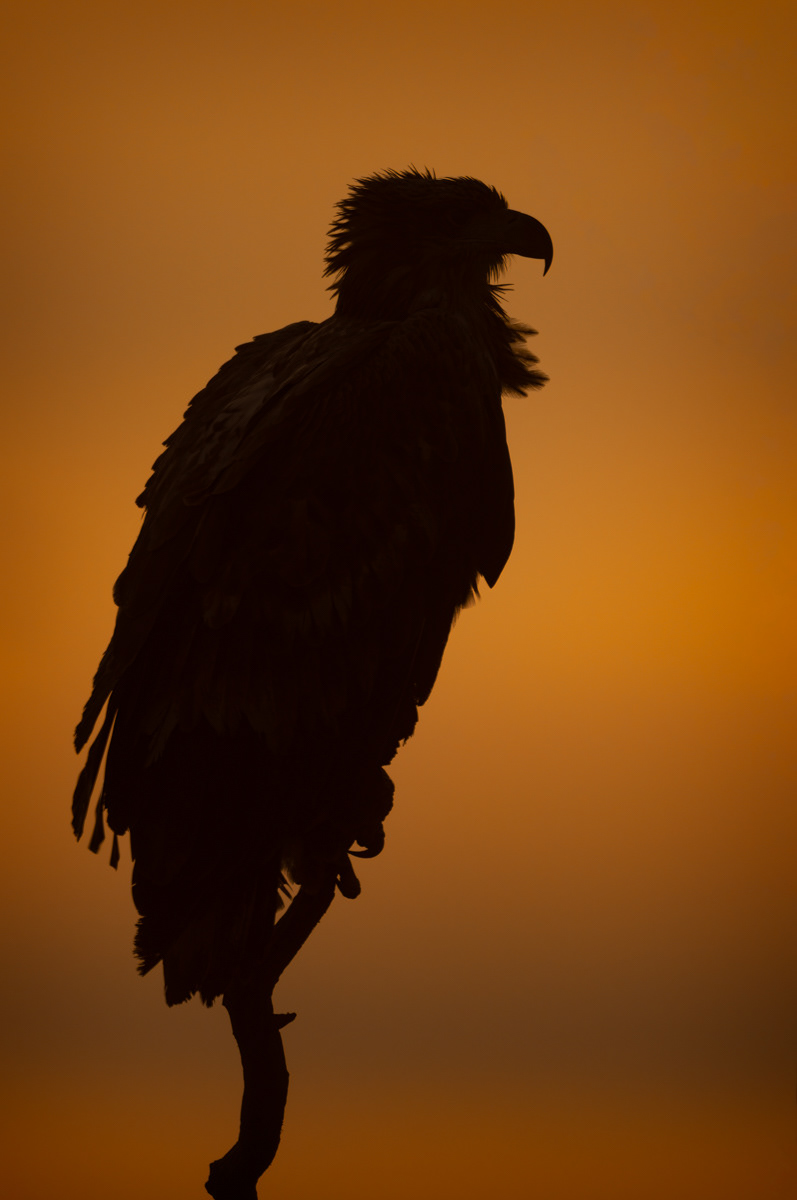 White-Tailed Eagle at Sunset