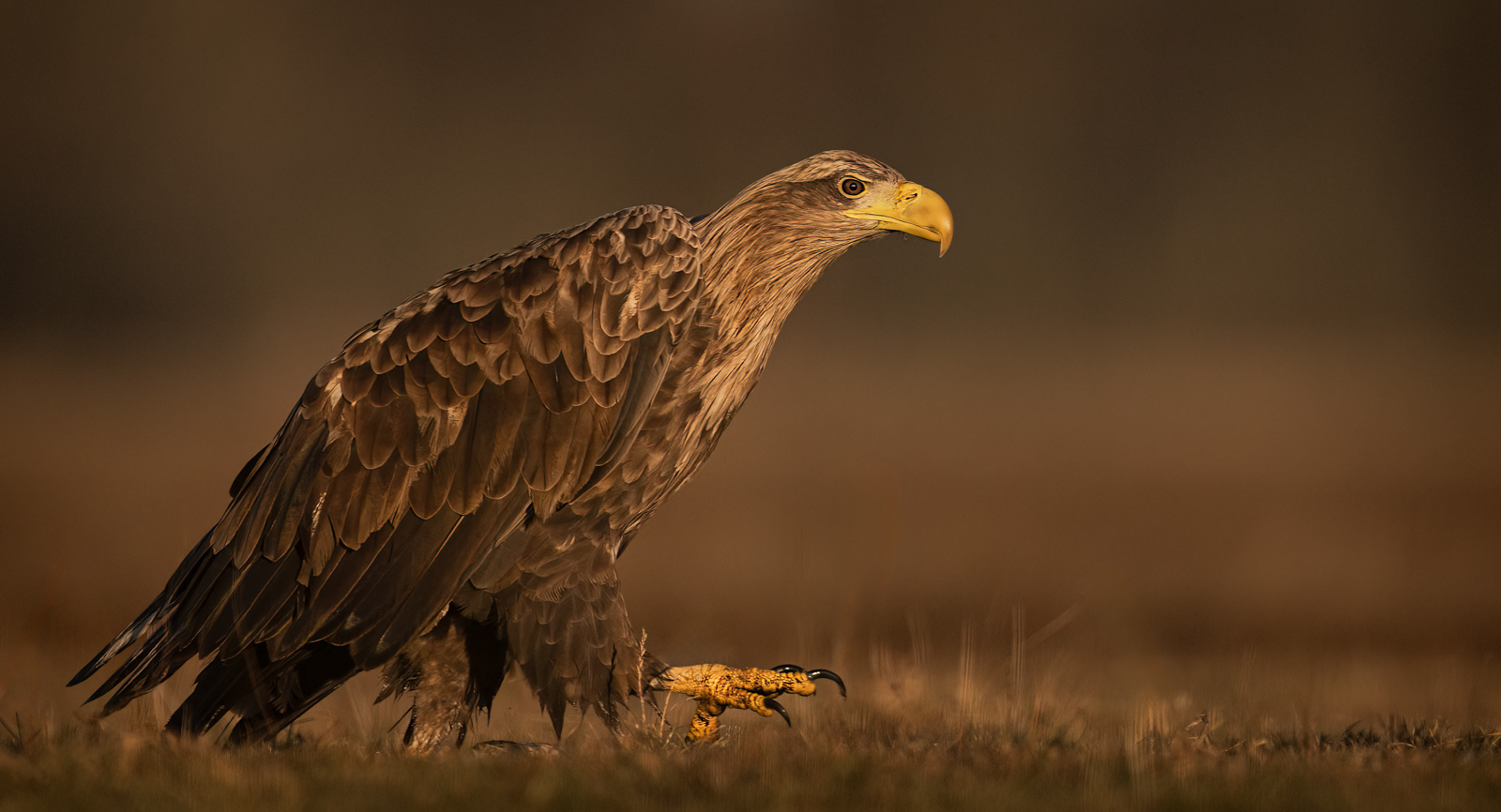 White-Tailed Eagle