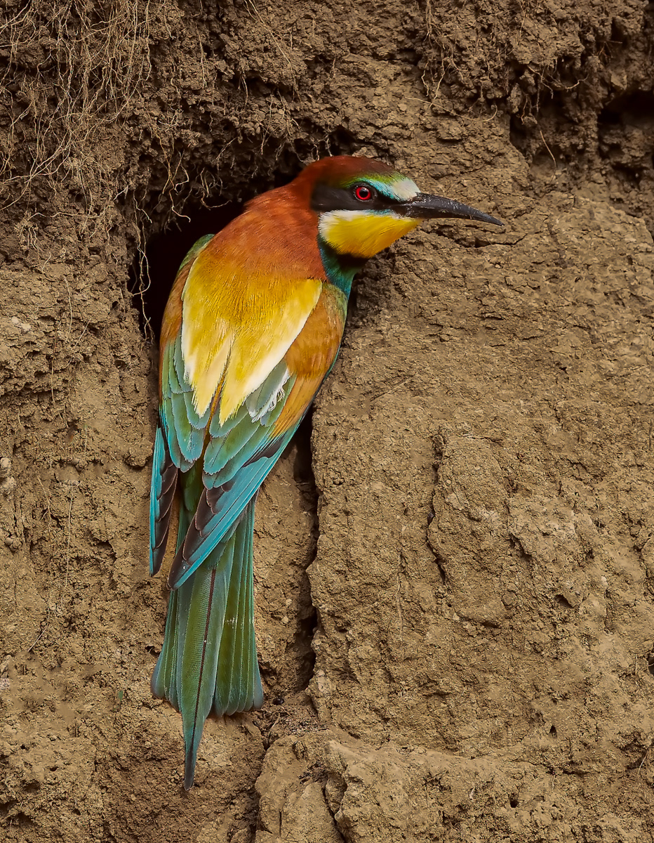 European Bee-Eater at Nest Hole