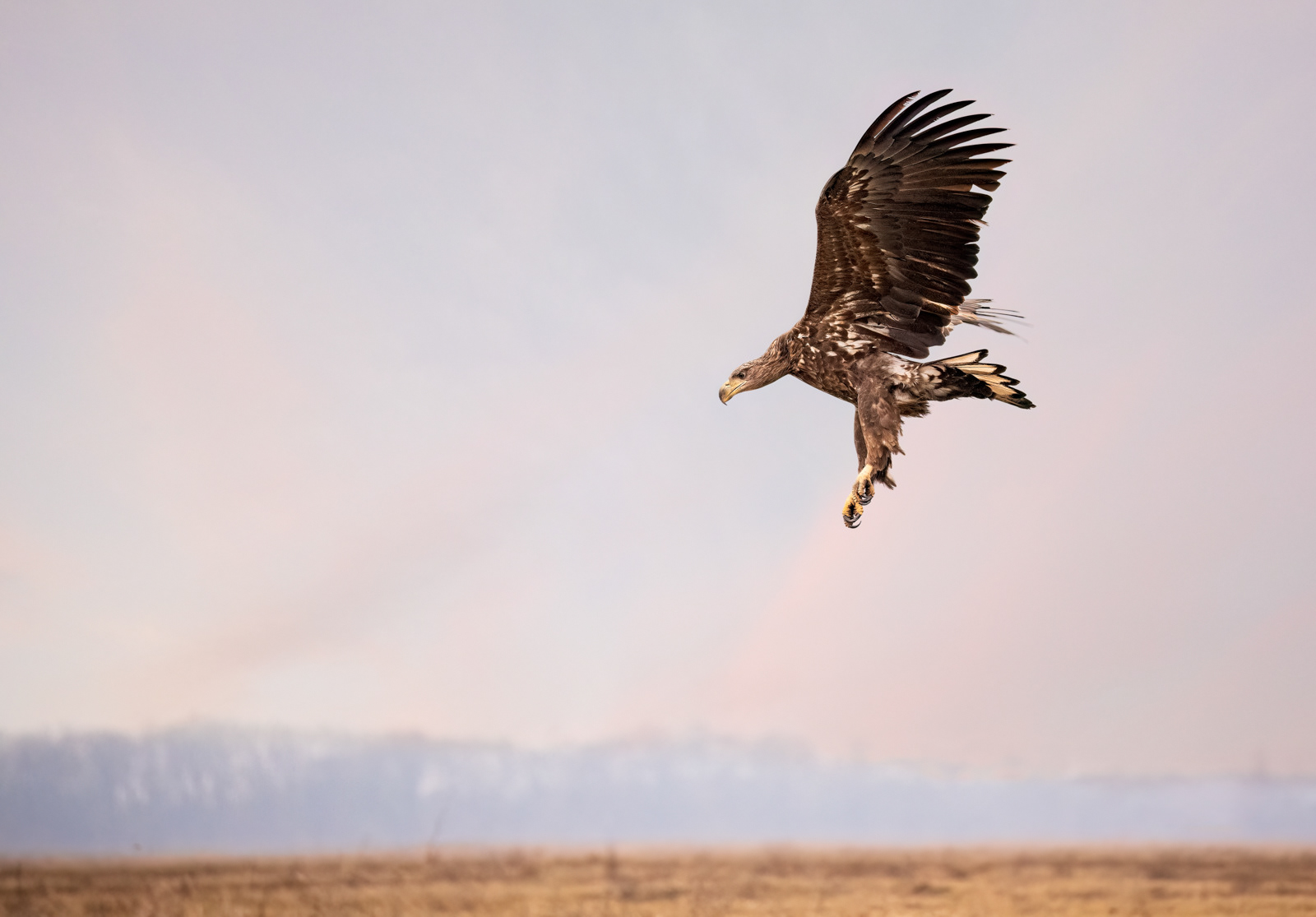 Incoming White-Tailed Eagle