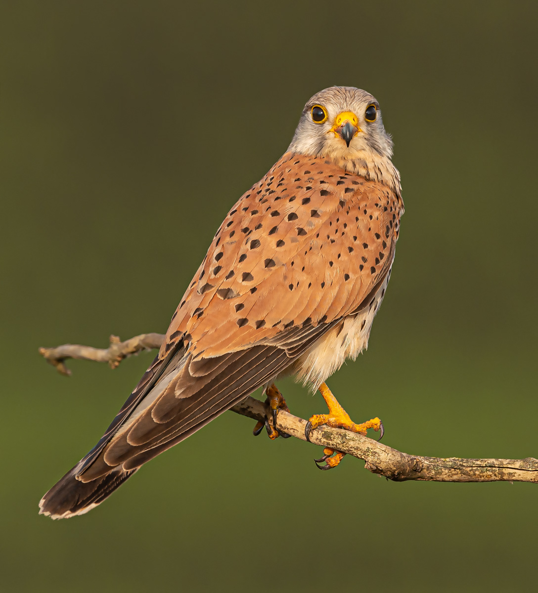 Male Kestrel