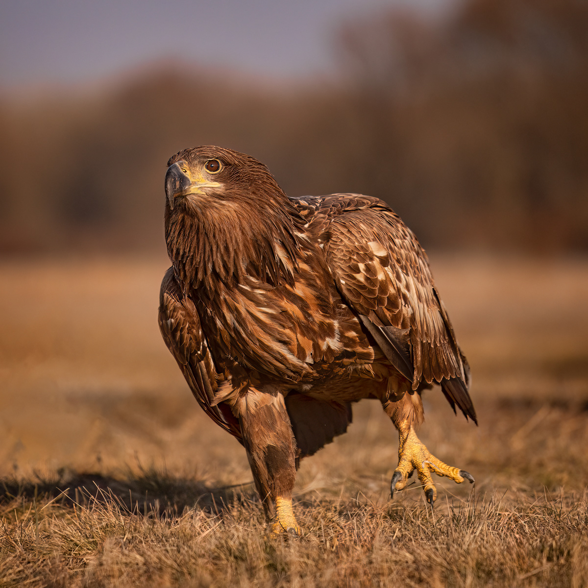White-Tailed Eagle on the Move