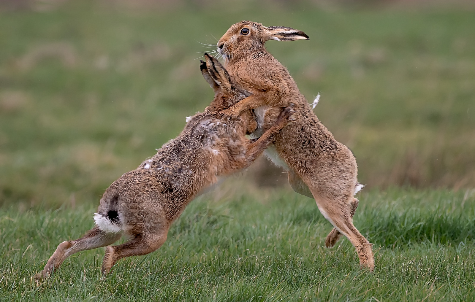 Boxing Hares
