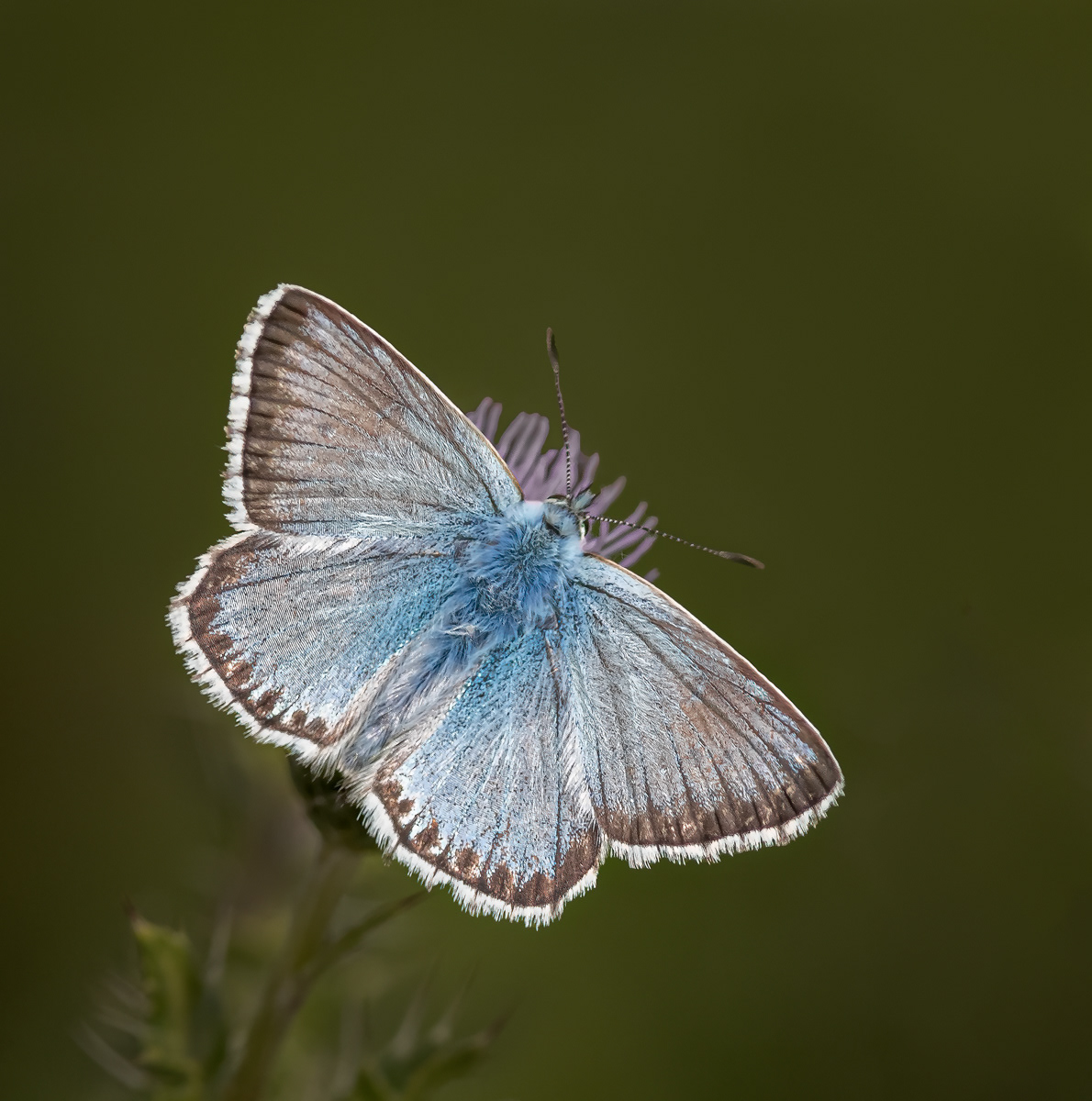 Chalkhill Blue