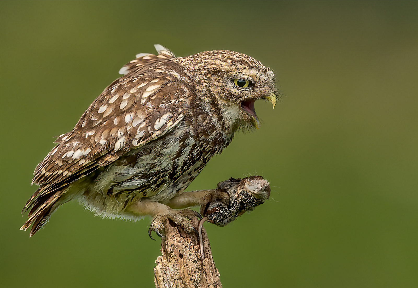 Little Owl with Common Shrew