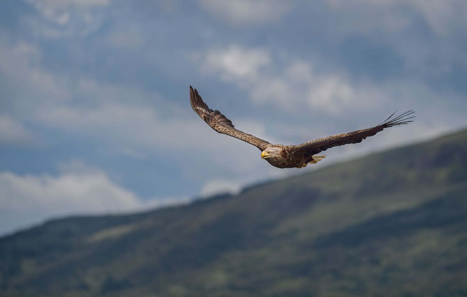 White-Tailed Eagle