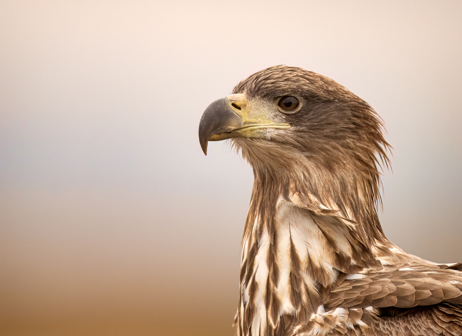 Juvenile White-Tailed Eagle Portrait