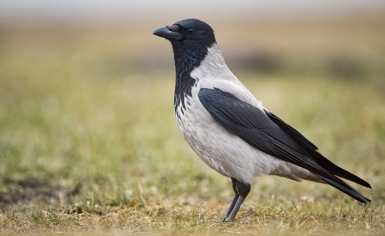 Hooded Crow