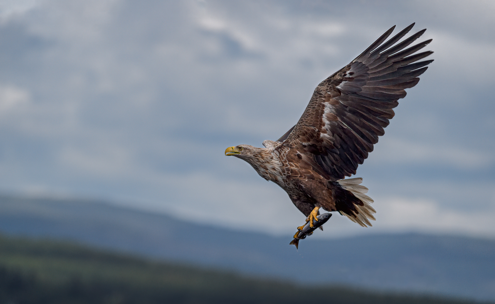 White-Tailed Eagle