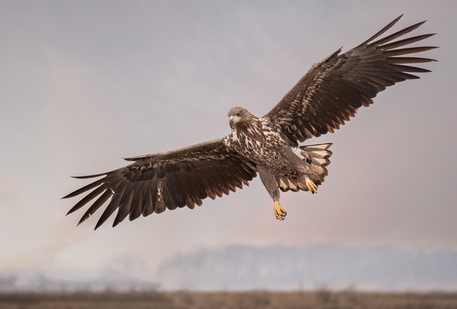 Incoming White-Tailed Eagle