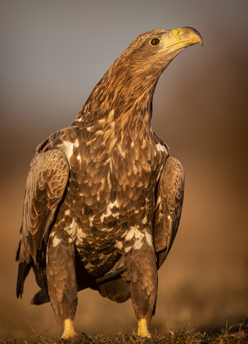 White-Tailed Eagle in Early Morning Sun
