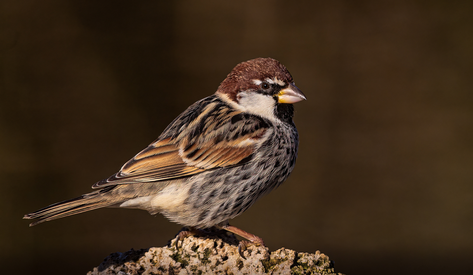 Spanish Sparrow