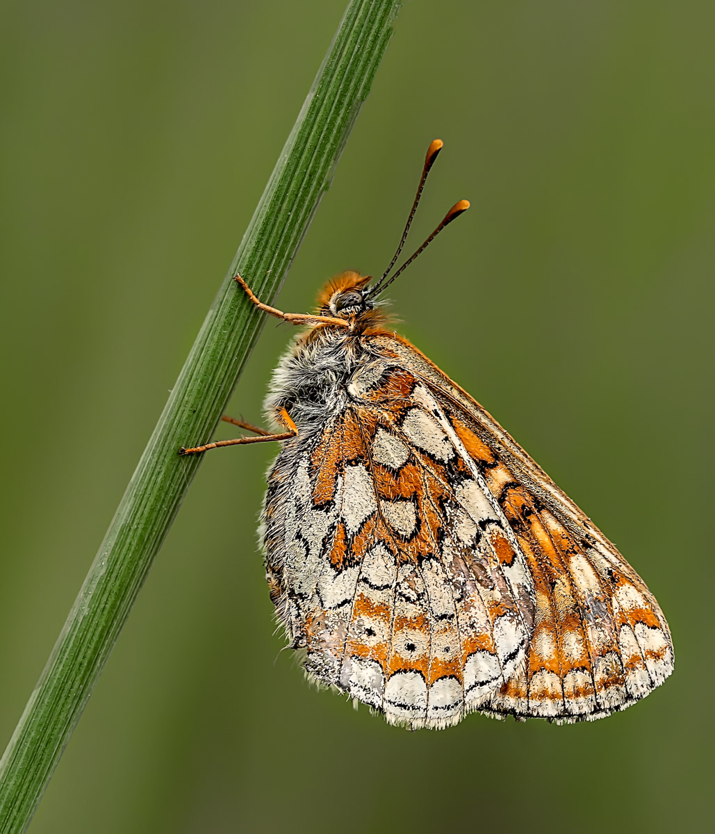 Marsh Fritillary