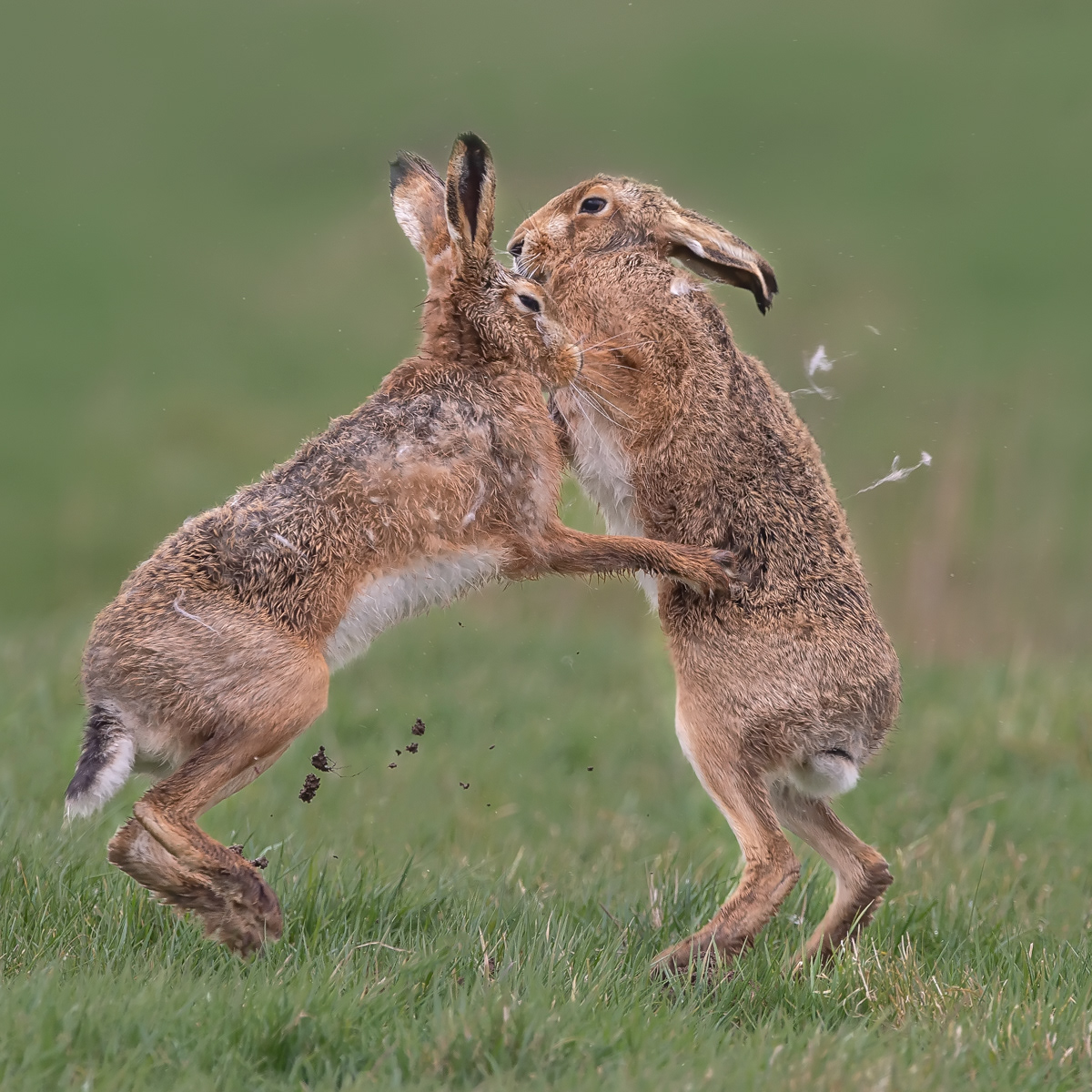 Boxing Hares