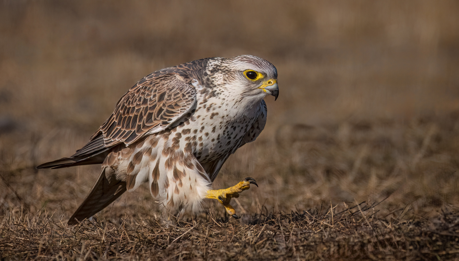 Male Saker Falcon