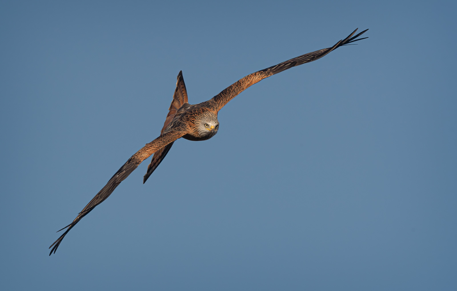 Red Kite