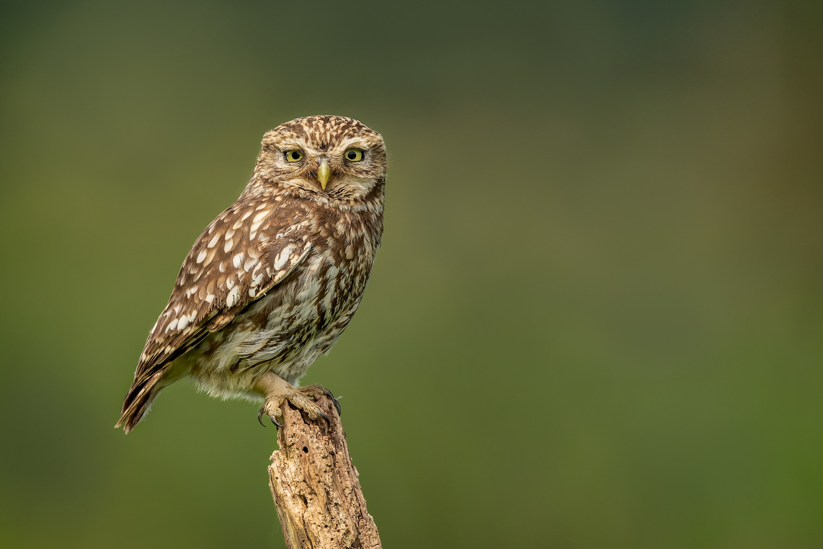 Little Owl
