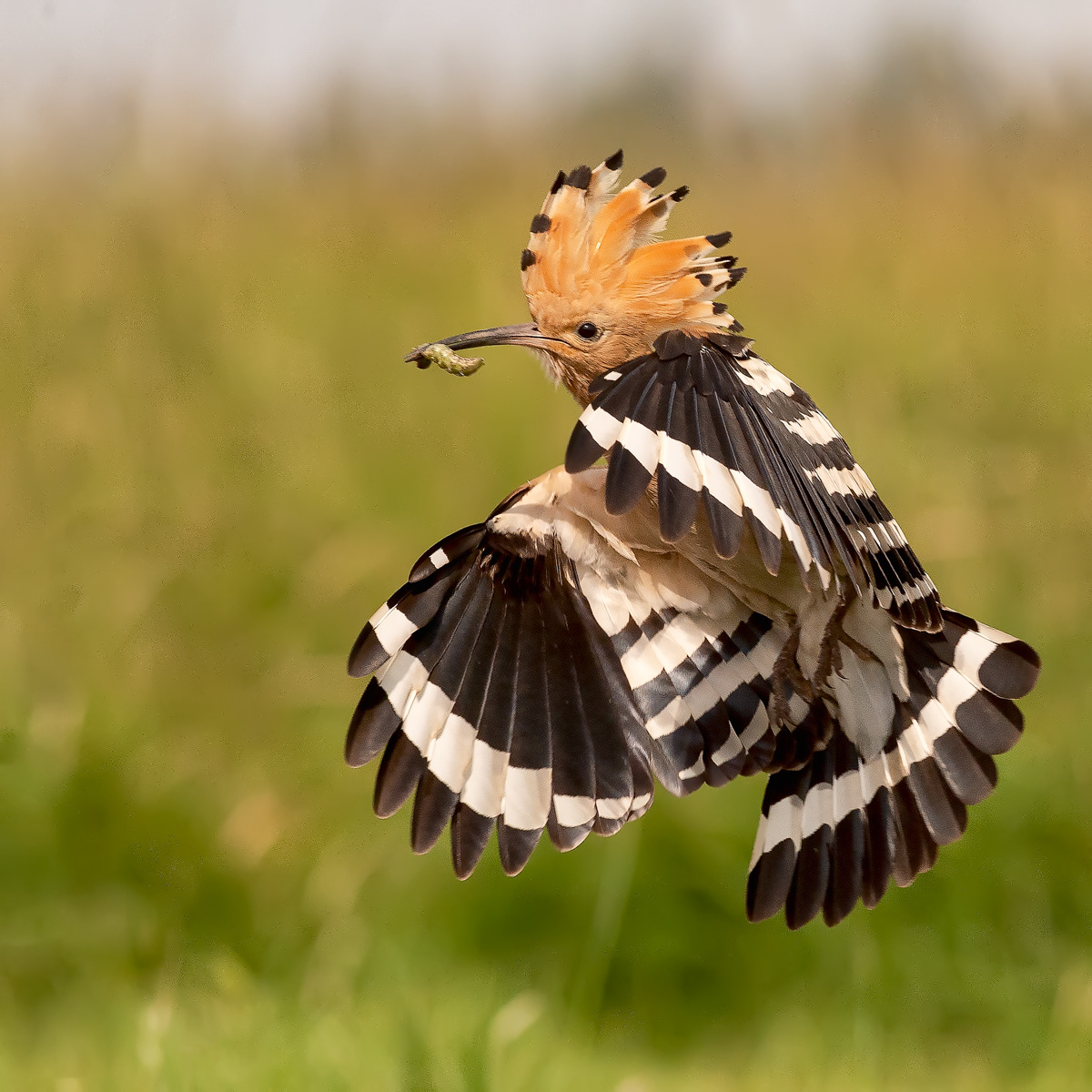 Incoming Hoopoe