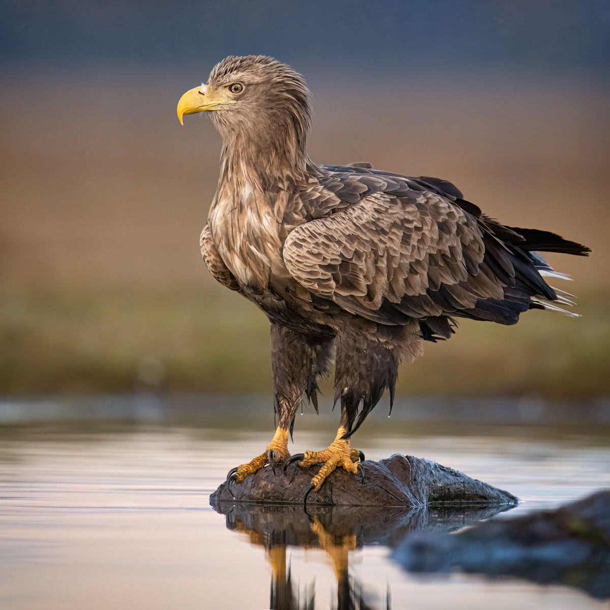 White-Tailed Eagle