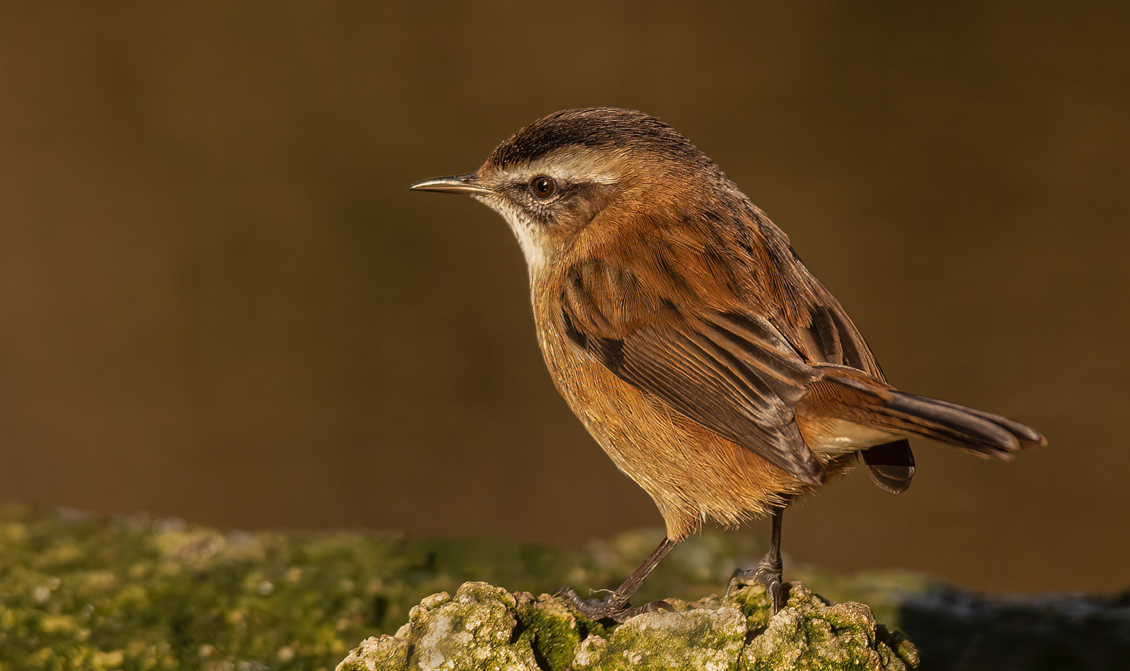Moustached Warbler