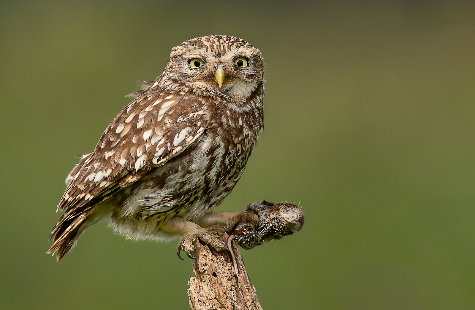 Little Owl with Common Shrew